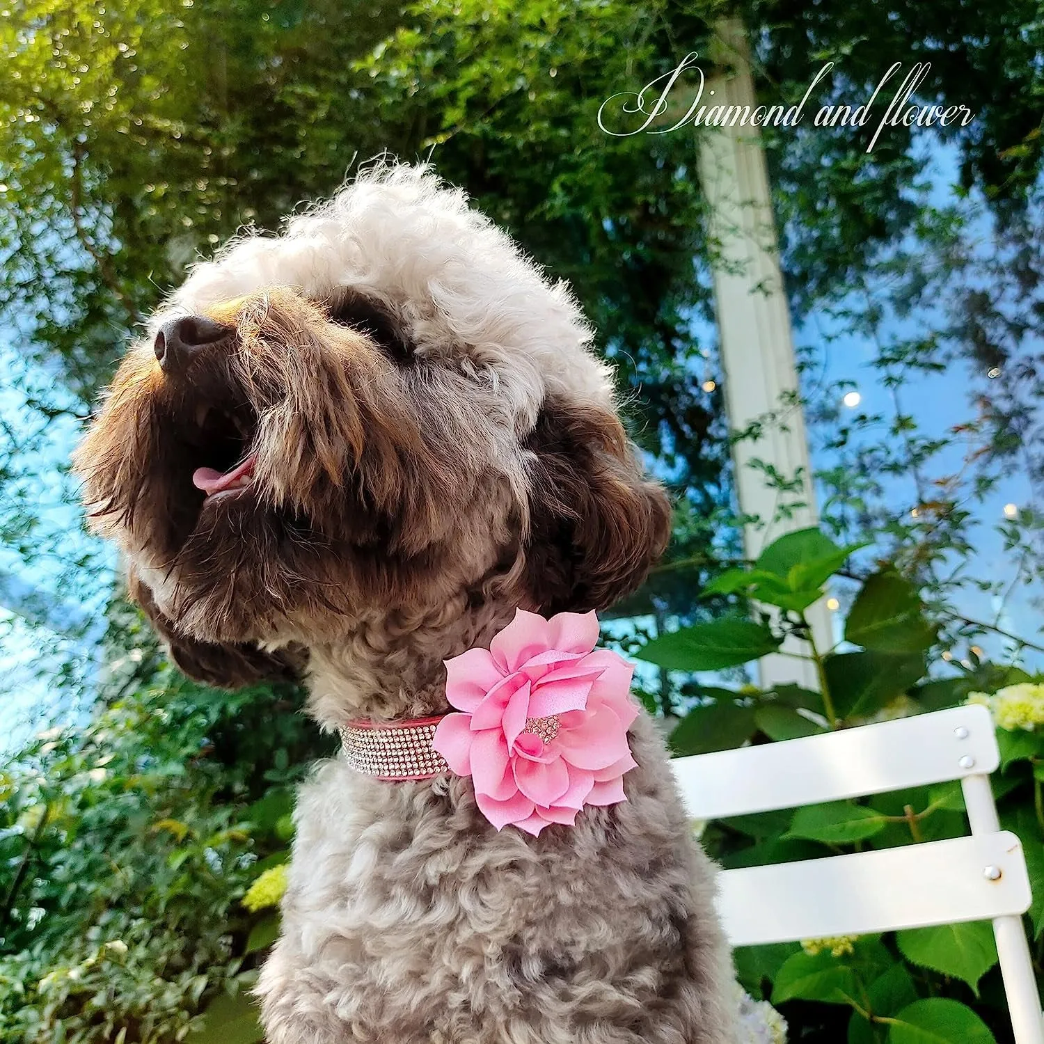 Rhinestone Suede Dog Collar Set